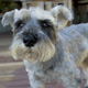 As a breed, miniature schnauzers tended to be the most aggressive toward strangers.
